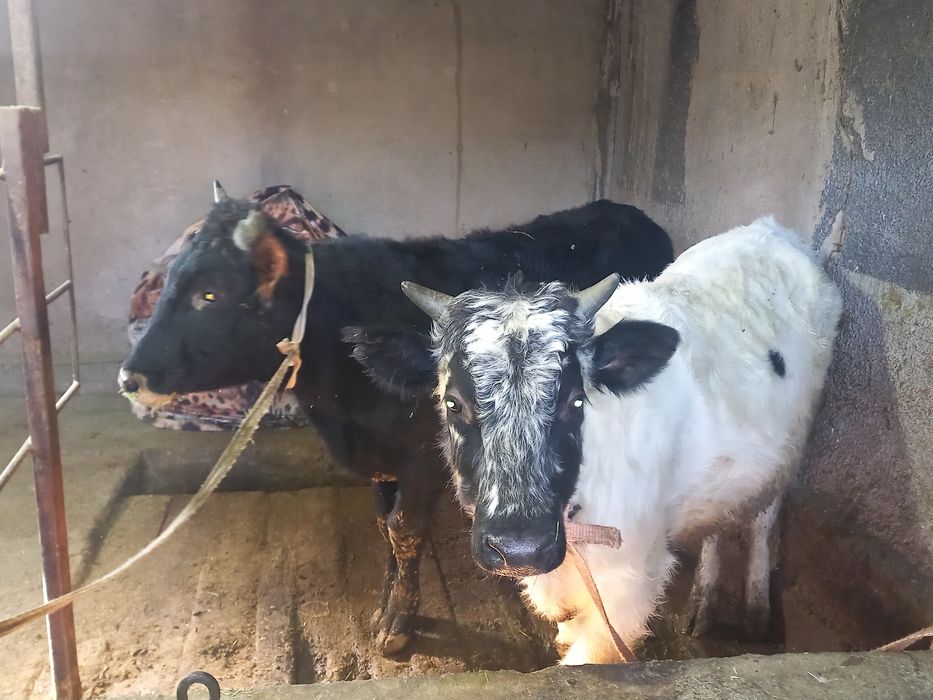 Бычки                        .