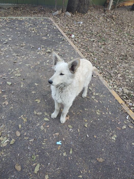 Продам смесь хаски с лайка