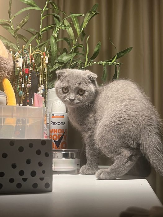Британско късокосместо коте