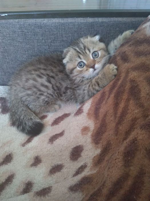 Котята скотиш фолд