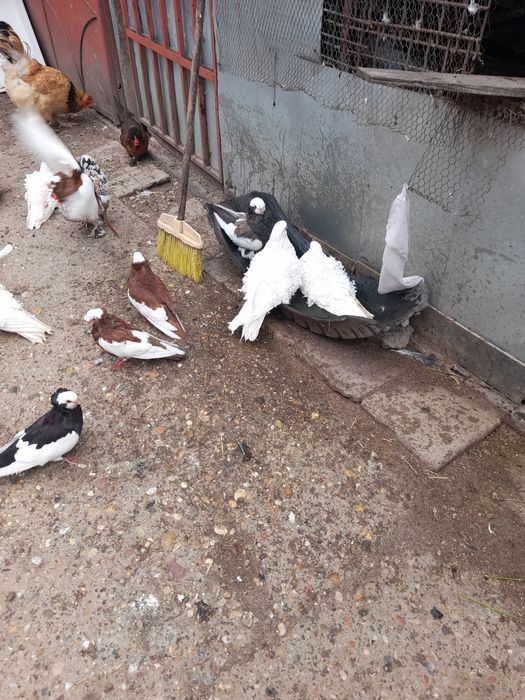 Porumbei de agrement