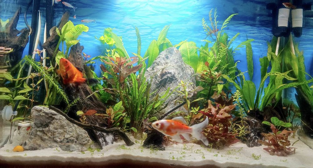 Аквариум RS-700EL – черен, пълен комплект + подаръци отлично състояние