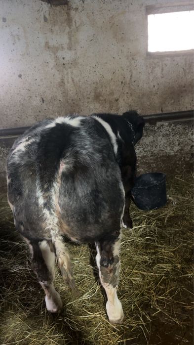 Vand vitea belgiana 75%