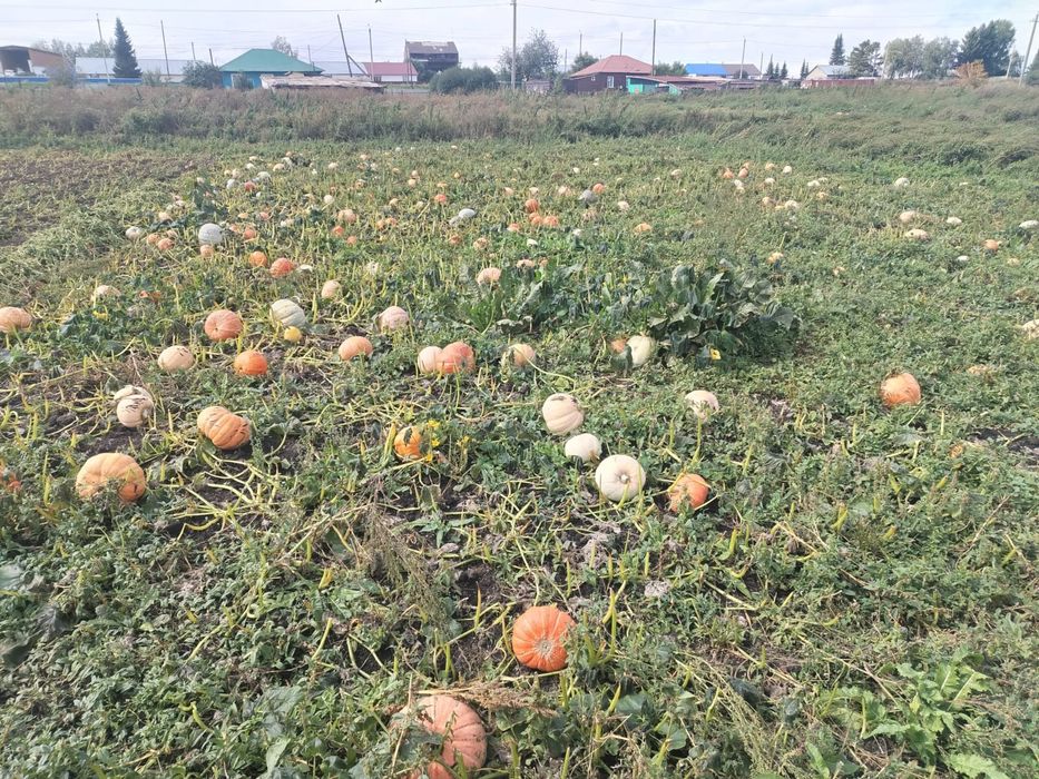 Продам тыкву домашнюю