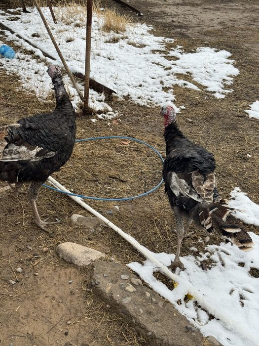 Kurka bor  2ta erkak