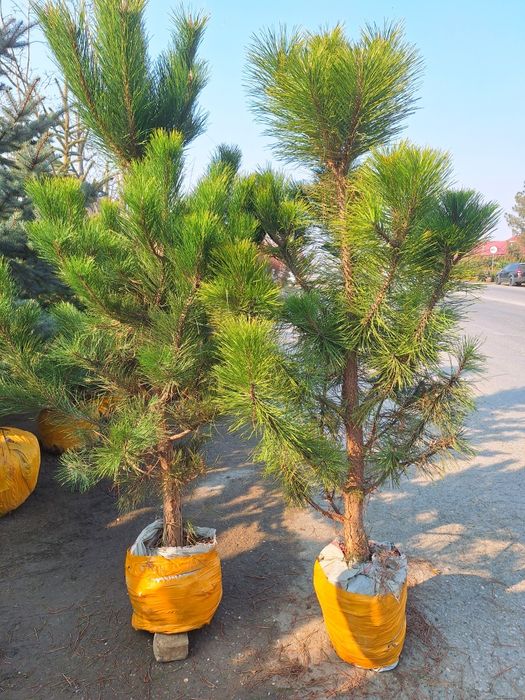 Арчалар хилмахил турдаги арчалар