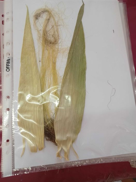 Хербарий ( за ученици и студенти)