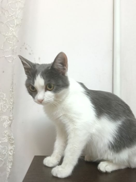 Молодой котик подросток 5месяцев.
