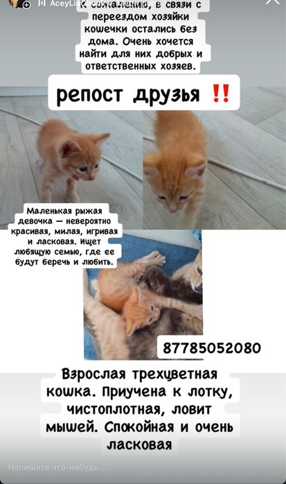 Зеберите кошку даром
