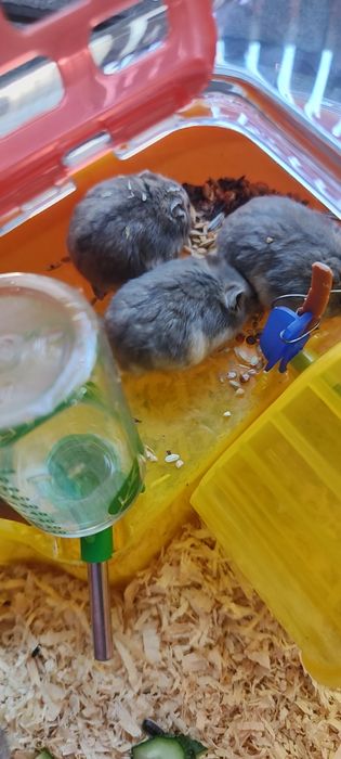 Vând hamster pitic
