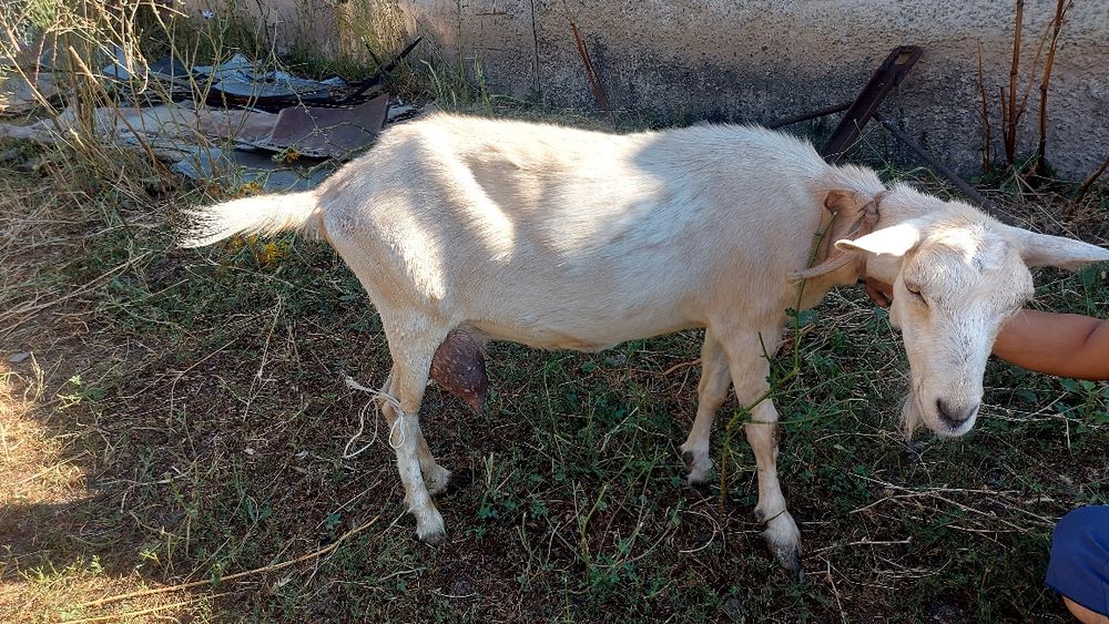 Ешкі коза заанен