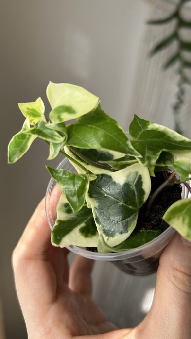 Крестовник крупноязычковый