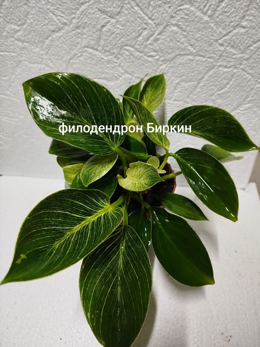 Комнатные растения