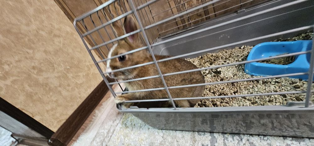 Зудлик билан куен сотилади