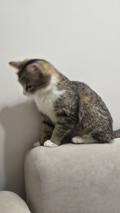 Отдам котёнка Девочка в добрые руки