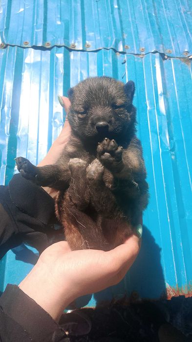 Помесь корги ищут дом
