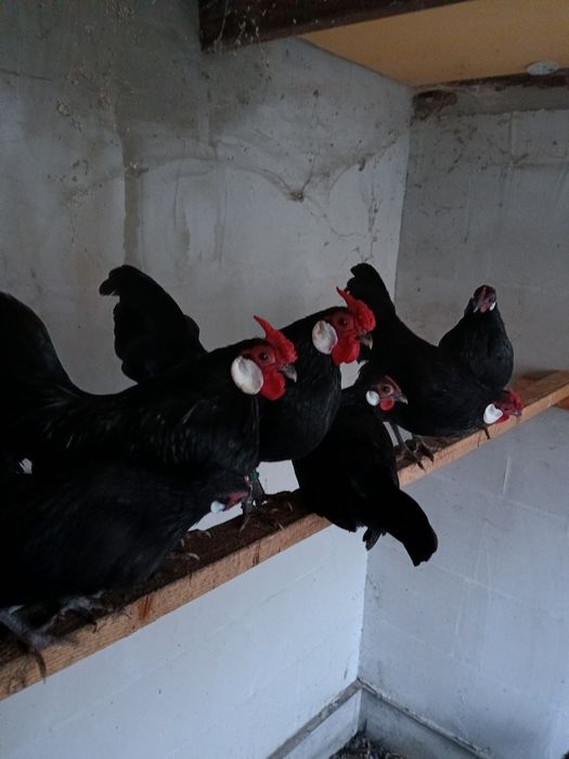 De vânzare păsări exotice