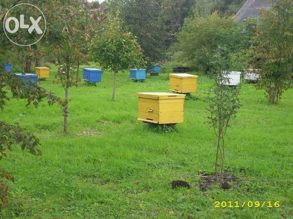 Натуральный Лечебный Мёд 3.000 тг./кг.