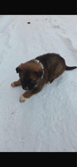 Отдам щенка. Мама немецкая овчарка