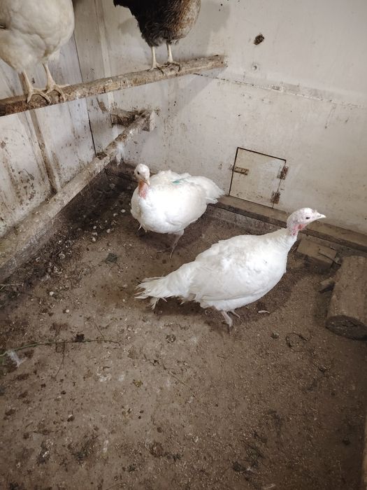 Продам семейку Индюков