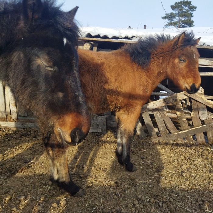 Продам жеребёнка