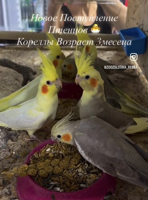 Кореллы Молодые Птенцы