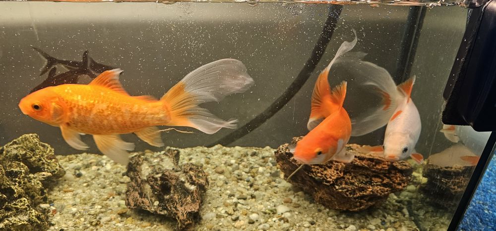 Pesti acvariu exotici