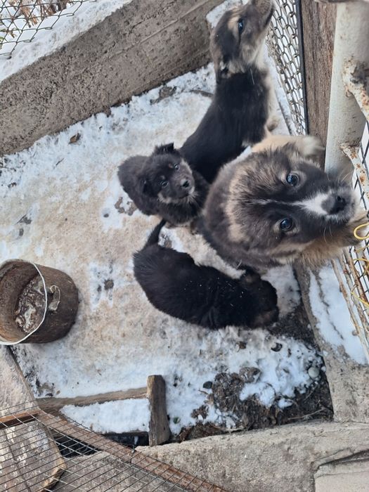 Щенки три месяца