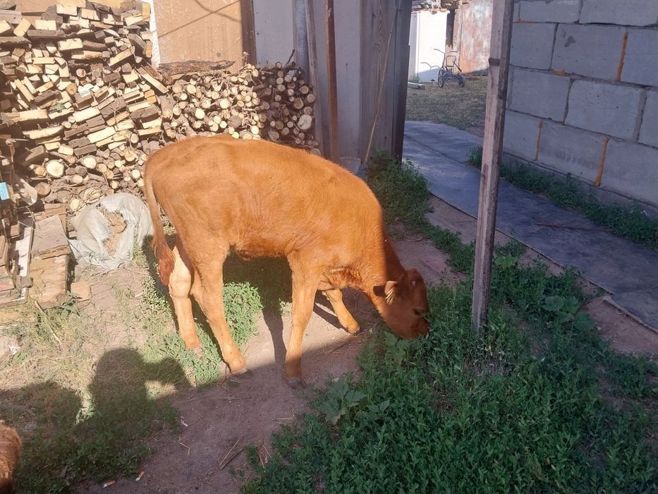 Продам теленка тёлочка