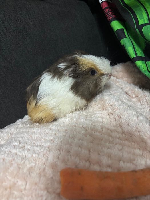 Porcușor de guineea