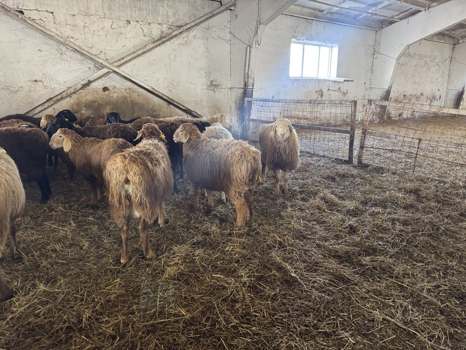 Продам кошкаров на племя