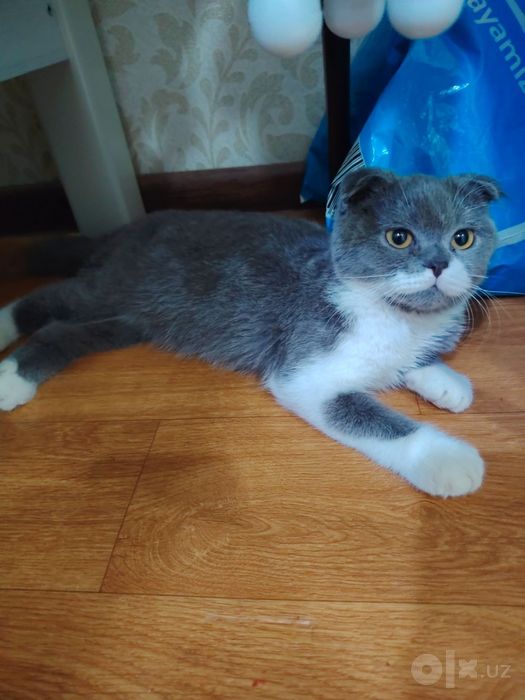 Кошка парода скотиш фолд. 5 месяцев.  700.000 сум