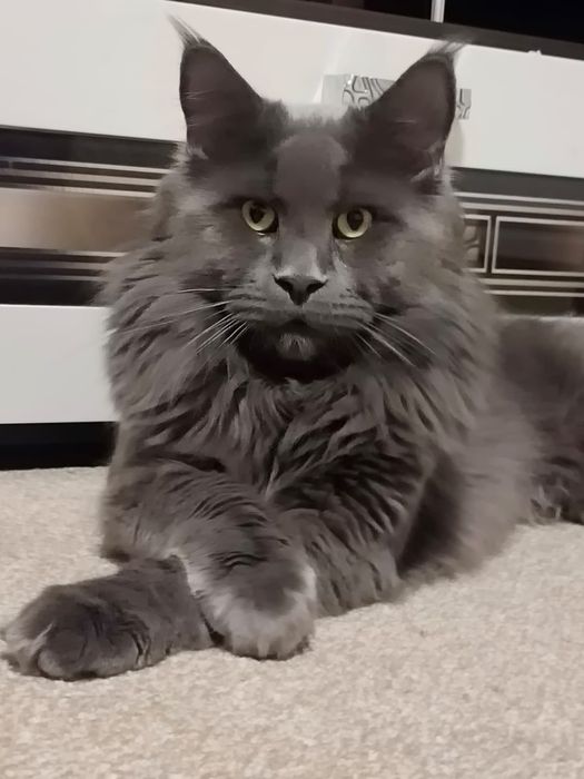 Котята породы Мейн-кун