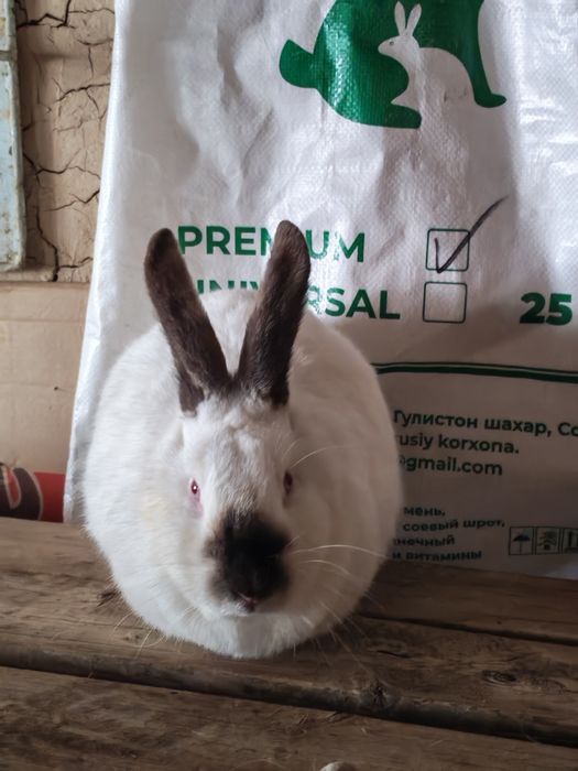 Kaliforniya quyoni Kaliforniya quyoni