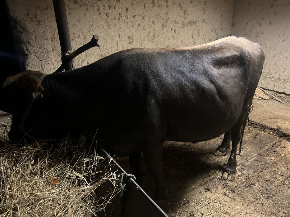 Стеленная корова