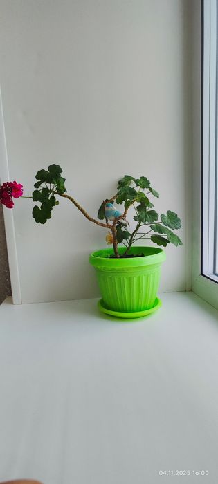 Продам цветы комнатные