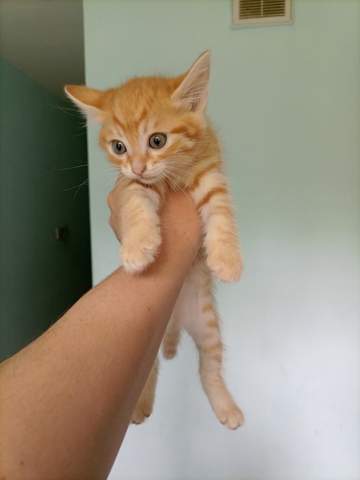 Котёнок продам...