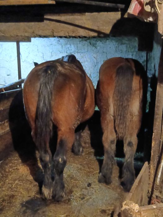 Vând mînză blânda  de 9 luni