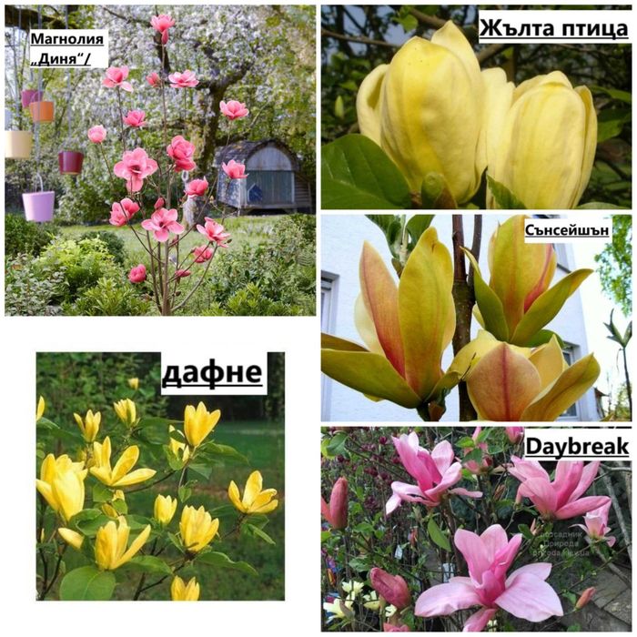 Магнолия - Magnolia НАЛИЧНИ 21 ВИДА Студоустoйчиви