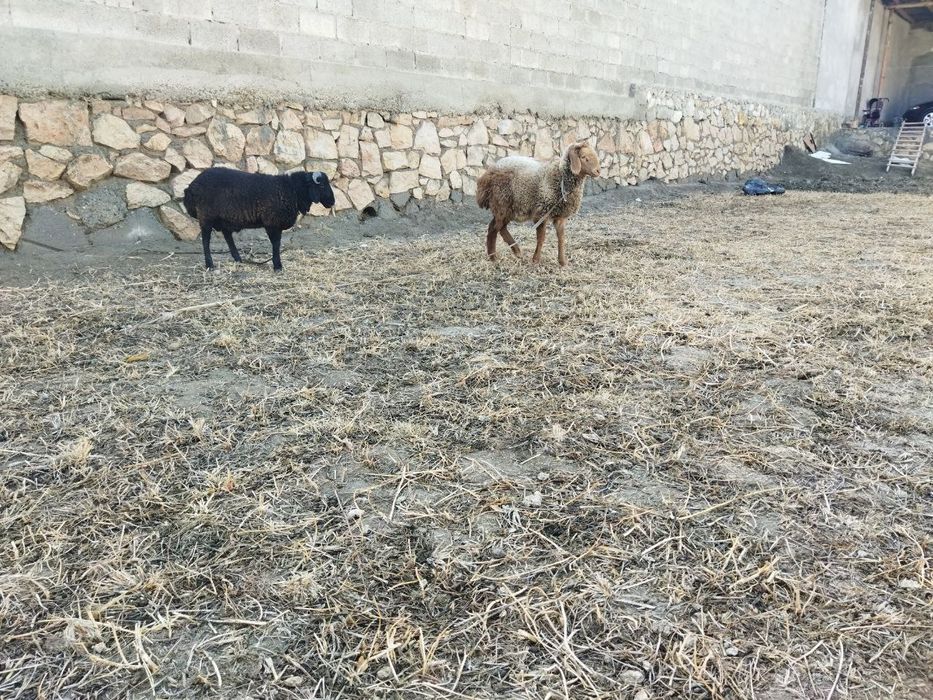 Кучкорлар сотилади