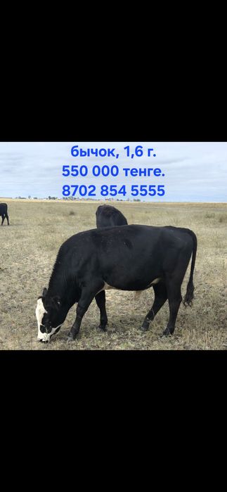 Продам корову, бычок, теленок