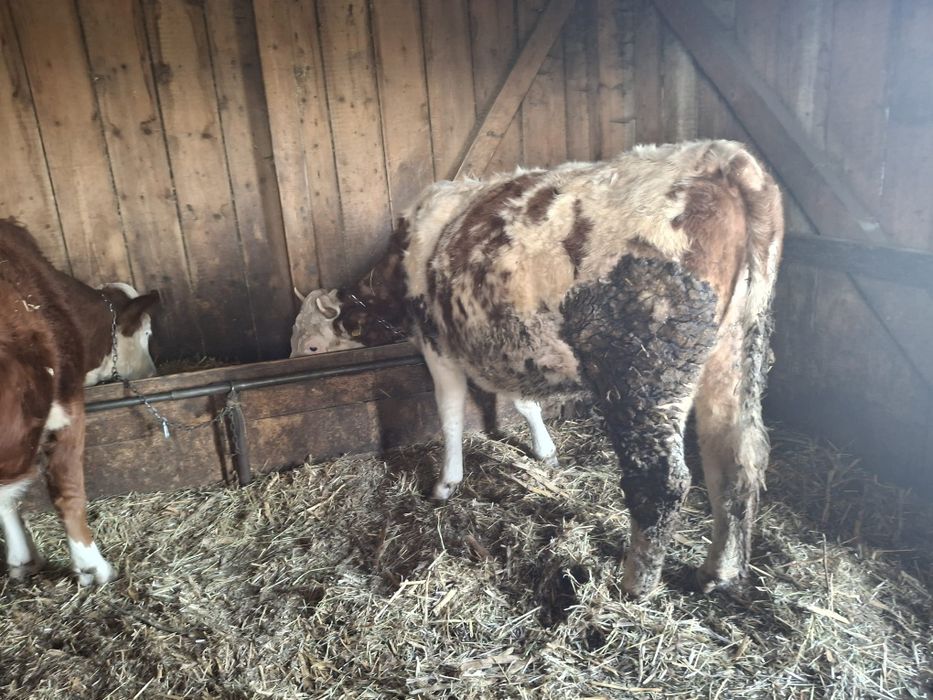 Vând 2 junici gestante