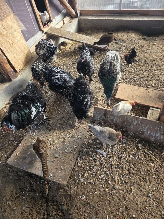 Ouă de incubator... Brahma negru bobat