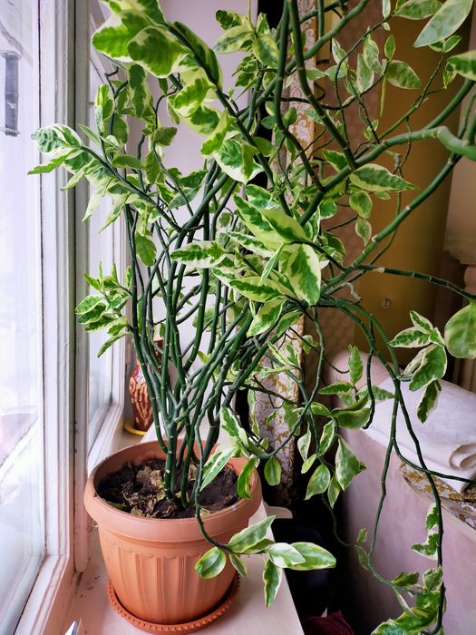 Комнатные растения