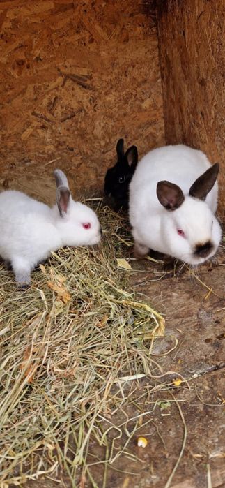 Vând iepuri REX PITICI