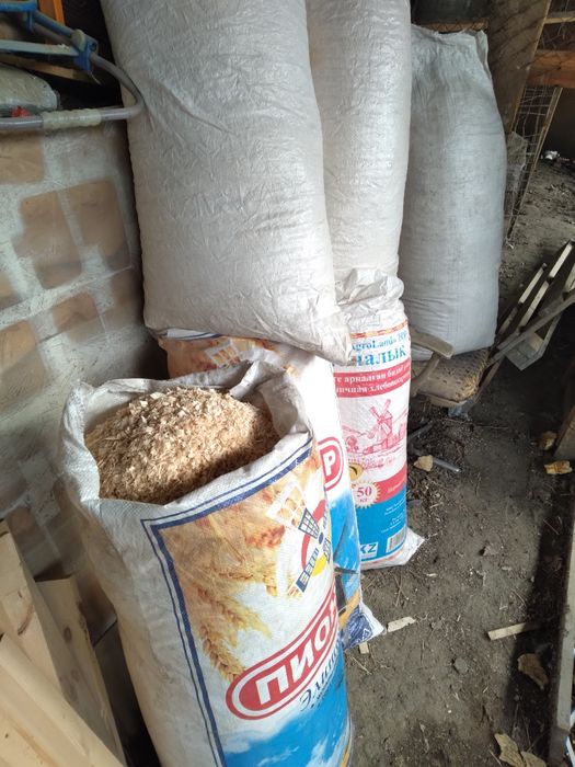 Струшки сухие из сосны