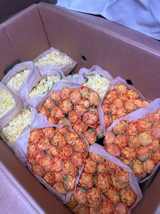 Пионовидные тюльпаны белорусские