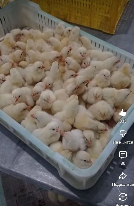 Хай-лайн Сертухум Макён жужалари. Цыплята Курочки несушки.