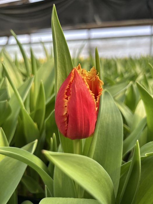 Тюльпаны оптом