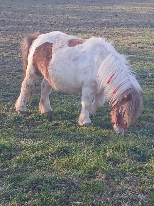 Vând ponei cuminte